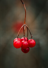 Close up of bright red viburnum opulus berries in winter.