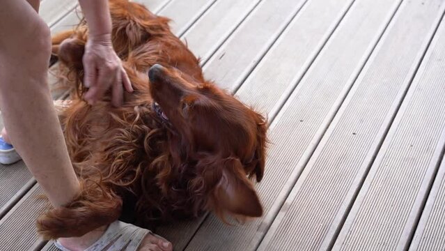 Breeder, owner playing with red Irish setter dog