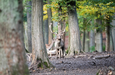 Captured in the most beautiful time during the dane estrus.