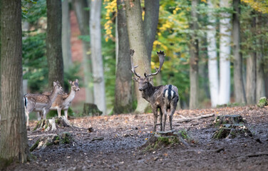 Captured in the most beautiful time during the dane estrus.