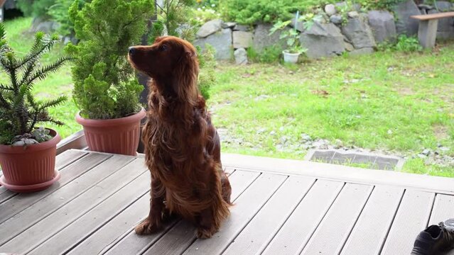 Dog training. The red Irish setter gives voice and barks for food.