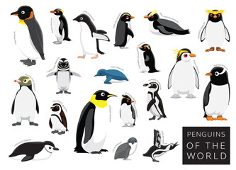 Birds Penguins of the World Set Cartoon Vector Character