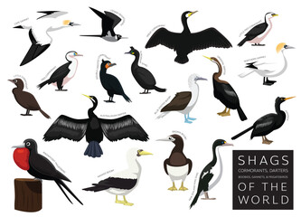 Birds Shag Cormorant Darter Gannet Booby Frigatebird of the World Set Cartoon Vector Character