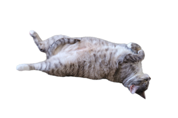 Pregnant cat stretched out on a gray bedspread, belly close up, isolated on a white background