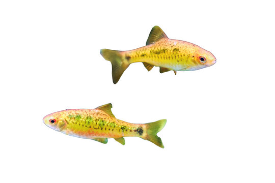 Schuberti Barbus (Barbus semifasciolatus) is a beautiful and yellow fish whose behavior is typical for barbuses, isolated on a white background