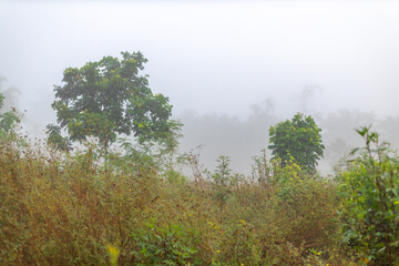 Obraz premium natural background of many species of plants that are laid out in the park, for the propagation of the species and to provide shade for those who stop by while traveling to study the ecology. 