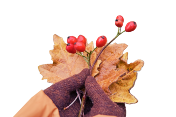 A woman in knitted gloves holds frozen leaves and red berries covered with ice from the first frost, isolated on a white background