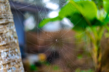 natural background of many species of plants that are laid out in the park, for the propagation of the species and to provide shade for those who stop by while traveling to study the ecology.
