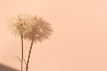 Aesthetic minimalist creative natural backdrop in trendy color 2024 year, peach fuzz concept. Fuzzy...