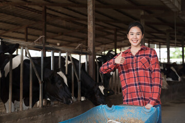 Asian female farmer feeding cows in cowshed on dairy farm. Cows dairy farming and agriculture industry concept