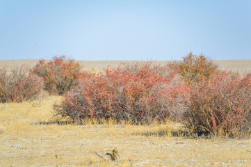 Autumn, Steppe. Prairies. Barberry. Step into a world where autumn meets wildlife. These magnificent bushes, despite everything, rise in the middle of the endless desert.