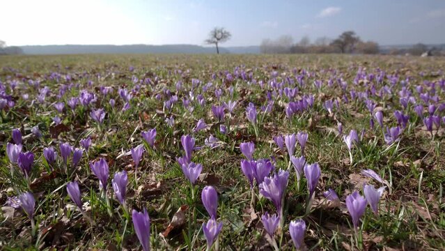 crocus in spring (time lapse)