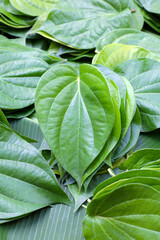 Green leaves of betel plant