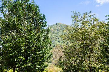 Fototapeta na wymiar travel to Georgia - fruit trees and overgrown mountain in background in Mirveti village in Adjara on sunny autumn day