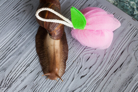 Large Achatina snail for cosmetic and medical procedures for skin regeneration, rejuvenation and washcloth, on a wooden background. Image for beauty and cosmetology salons.