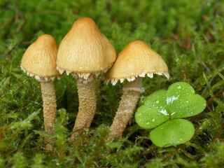 Cystoderma amianthinum, commonly called the saffron parasol, the saffron powder-cap, or the earthy powder-cap, is a small orange-ochre, or yellowish-brown, gilled mushroom growing usually in moss.