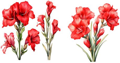  Gladiolus flower watercolor illustration clipart. Generative AI