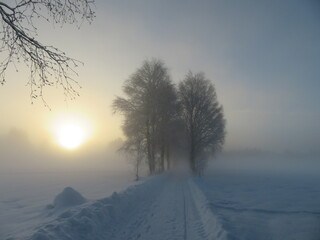 Bäume im winterlichen Sonnenaufgang