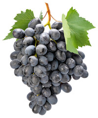 Black grapes isolated on white background, Black or Purple grape on White Background PNG File.