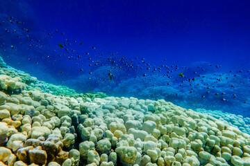 amazing landscape under water with corals fishes and deep blue water on vacation