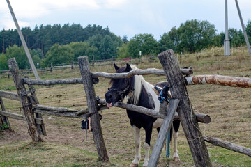 Horses in a paddock on the street