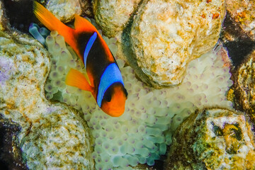 amazing anemonefish over the anemone in a coral reef