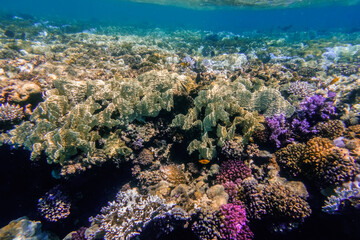 Fototapeta na wymiar amazing underwater world with different colored corals in clear water