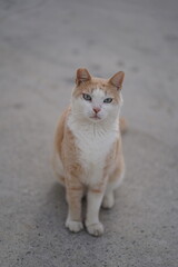 Fototapeta premium portrait of a cat