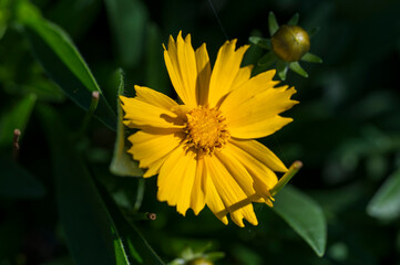 Detail of the yellow flower of the Coreopsis gladiata plant.