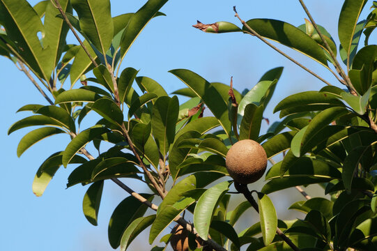 Manilkara zapota fruit against blue sky background