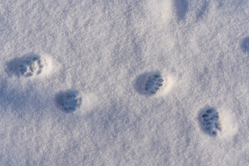 Cat footprints in the white snow in the winter, closeup, top view