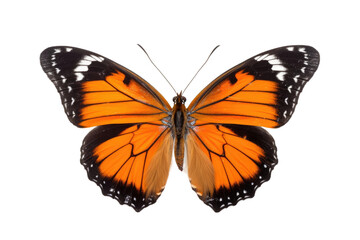 Fototapeta na wymiar Wings of Wonder: Exploring the Graceful Flight of a Butterfly isolated on transparent background