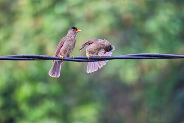 2 Seychelles bulbul endemic birds on electric cables