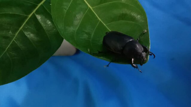 A coconut rhinoceros beetle  on leaves closeup on blue background , photo taken in Malaysia