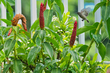 Flying Seychelles sunbird, kolibri near insulin flower plan, Mahe, Seychelles