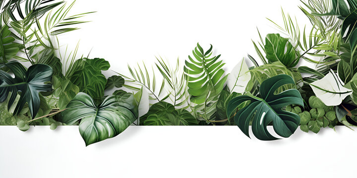 green leaves of the bush monster palm Rubber factory. Pine trees. Bird's nest ferns. Indoor flower arrangements. Nature park. Isolated background on white background.Watercolour frame,Generative AI