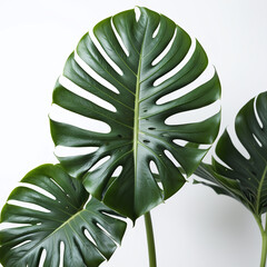 Monstera deliciosa, green leaves of monstera or split-leaf philodendron the tropical foliage plant growing in wild isolated on white background. Fresh green leaves branch