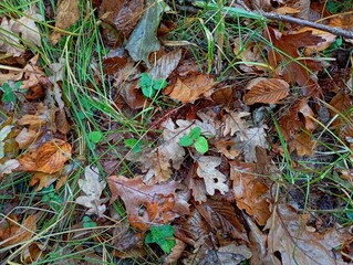 Texture of yellow fallen leaves in the forest on the grass. Natural autumn backgrounds and textures. Forest land after rain.