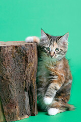 gray Kuril bobtail kitten close up photo on green background