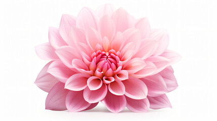Pink flower