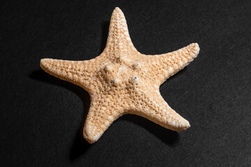 starfish on black background