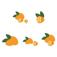 Kumquat citrus fruit with leaf in flat style isolated on white background.