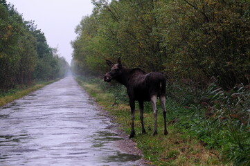 Łoś, duże zwierzę. © Blaszko