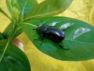 A coconut rhinoceros on leaves closeup on yellow  background , photo taken in Malaysia
