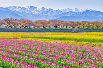 日本の春、残雪が残る山、桜、菜の花、そしてカラフルに咲くチューリップ。 - obrazy, fototapety, plakaty