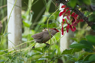 The common waxbill, also known as the St Helena waxbill, is a small passerine bird belonging to the estrildid finch family, Mahe, Seychelles