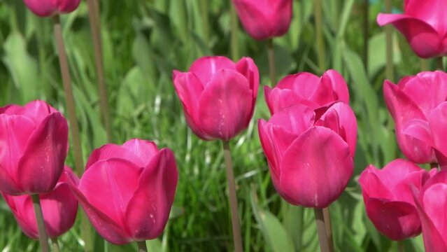 Pink tulips bloom in spring. Blur bokeh. Tulip flower nature. Floral background. Botanical garden. Flowering buds. Blooming mood. Beautiful aesthetic petal plant. The swaying of the wind. Sunny day.