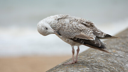 European herring gull Larus argentatus, sits on groyne wall