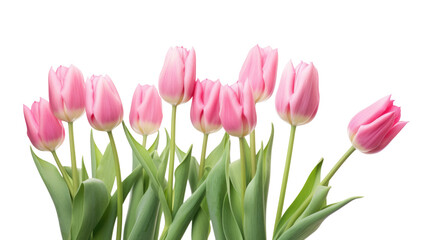 Pink tulips bouquet isolated on transparent background, png
