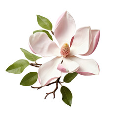Tender magnolia on white or transparent background, png